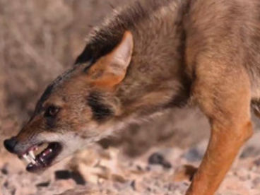 Дикие собаки Дикие собаки