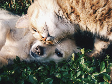 Зачем нужен массаж домашним животным?