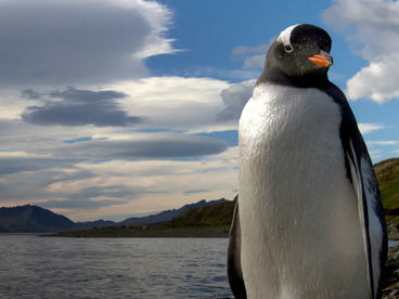 Islands Убежище