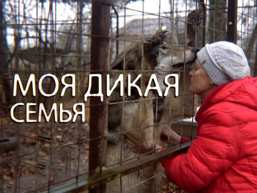 Моя дикая семья Моя дикая семья
