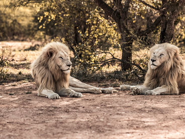 Исчезновение белых львов в Африке Исчезновение белых львов в Африке