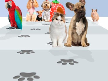 Дай лапу Дай лапу