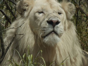 Таинственные белые львы. Южная Африка