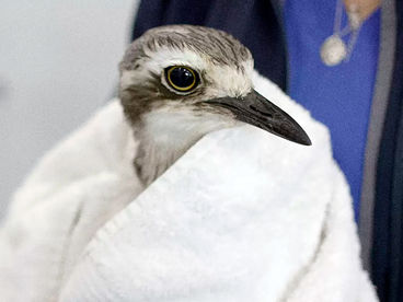 Спасение дикой природы Австралии Спасение дикой природы Австралии