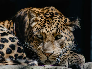 Бойцовский клуб леопардов