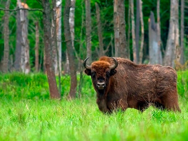 Зубры. Возвращение исполинов Зубры. Возвращение исполинов