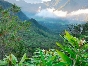 Царство живой природы в Гваделупе Царство живой природы в Гваделупе