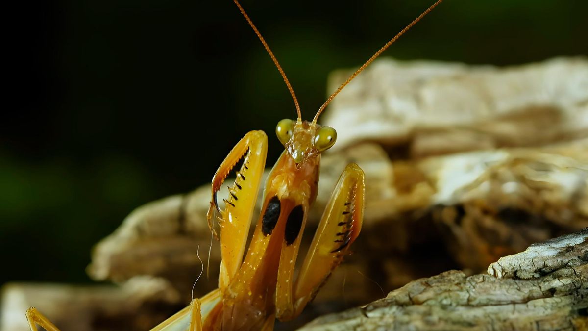 Миниатюрные хищники