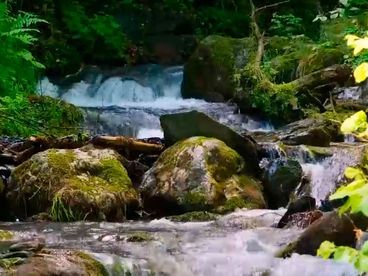 Река Ляжги Река Ляжги