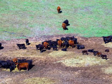 Камаргский бык из Окситании Камаргский бык из Окситании