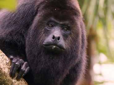 Пунта Саль и обезьяны в Гондурасе Пунта Саль и обезьяны в Гондурасе