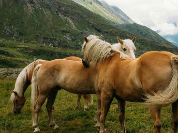 Лошади на холмах