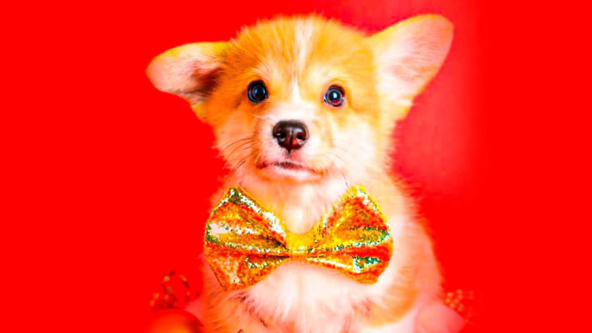 Корги Коржик