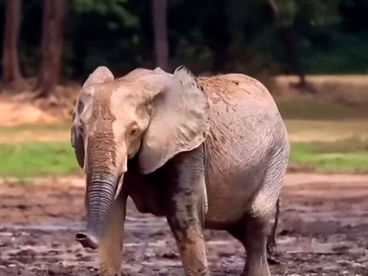 Матриархат в стаде слонов в Индонезии Матриархат в стаде слонов в Индонезии