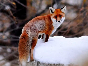 Лес и его обитатели Лес и его обитатели