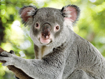 Знакомимся с сумчатыми