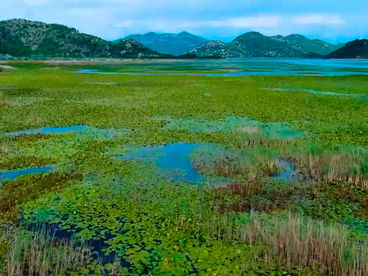 Скадарское озеро Черногория