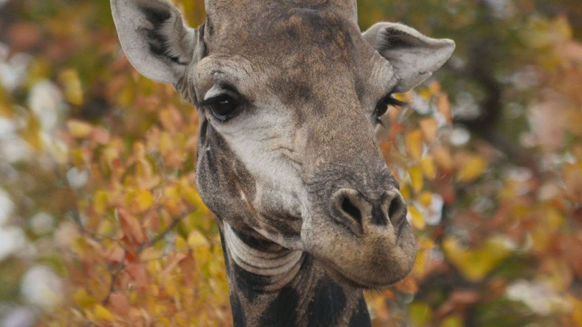 Мастера выживания