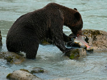 Хищники: Правила игры