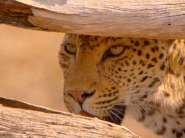 Выжить в дикой природе Выжить в дикой природе