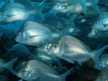 Подводное богатство Южной Африки Подводное богатство Южной Африки