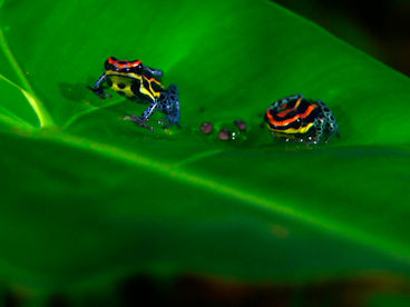 Хранители джунглей