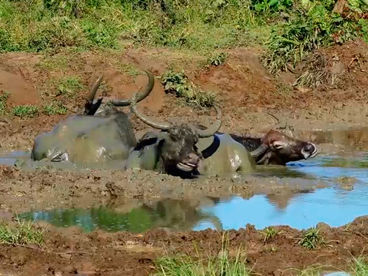 Шри-Ланка животные Шри-Ланка животные