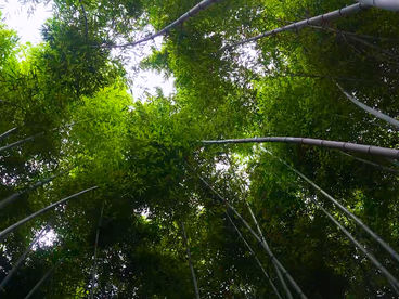 Бамбуковый лес Бамбуковый лес