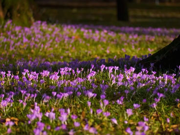 Крокусы Черногория Крокусы Черногория