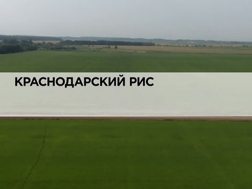 Краснодарский рис Краснодарский рис