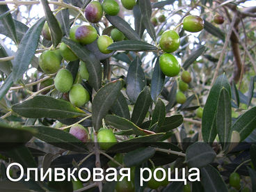 Оливковая роща Оливковая роща