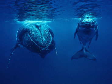 Земля без суши Земля без суши