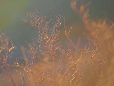 Мурадымовское ущелье Мурадымовское ущелье