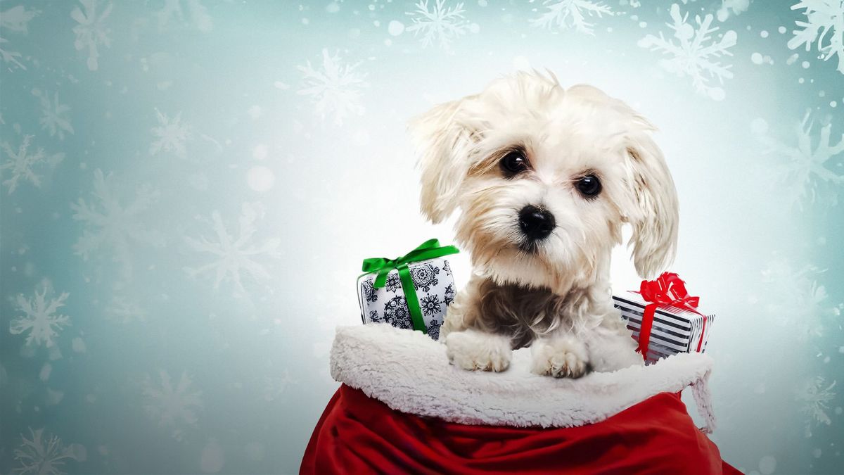 Рождественское желание Чарли