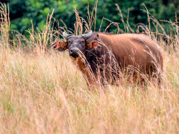Лесные буйволы Габона Лесные буйволы Габона