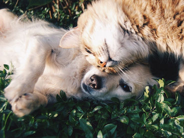 Зooтeрaпия Зooтeрaпия