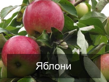 Яблони Яблони