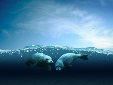 Побережья: перекатываясь с волнами Побережья: перекатываясь с волнами