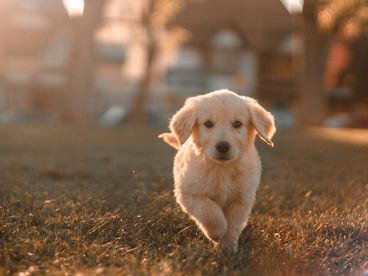 Когда питомцу нужна помощь реабилитолога и мануального терапевта? Когда питомцу нужна помощь реабилитолога и мануального терапевта?