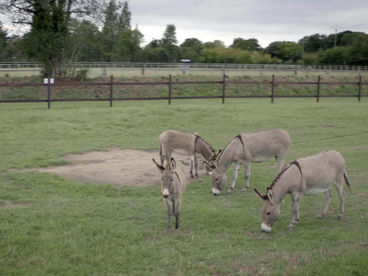 Умные ослы из Нормандии Умные ослы из Нормандии