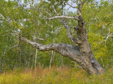 Берёзовый лес Берёзовый лес