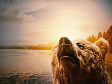 Дневник путешественника: Медведи Катмая Дневник путешественника: Медведи Катмая