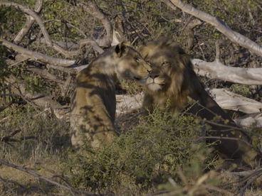 Пищевая цепочка саванны