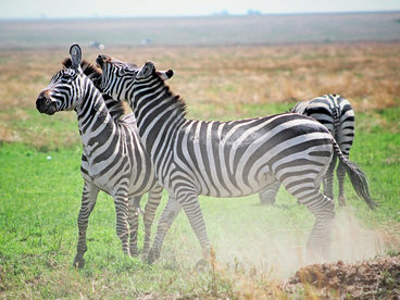 Игры животных Игры животных