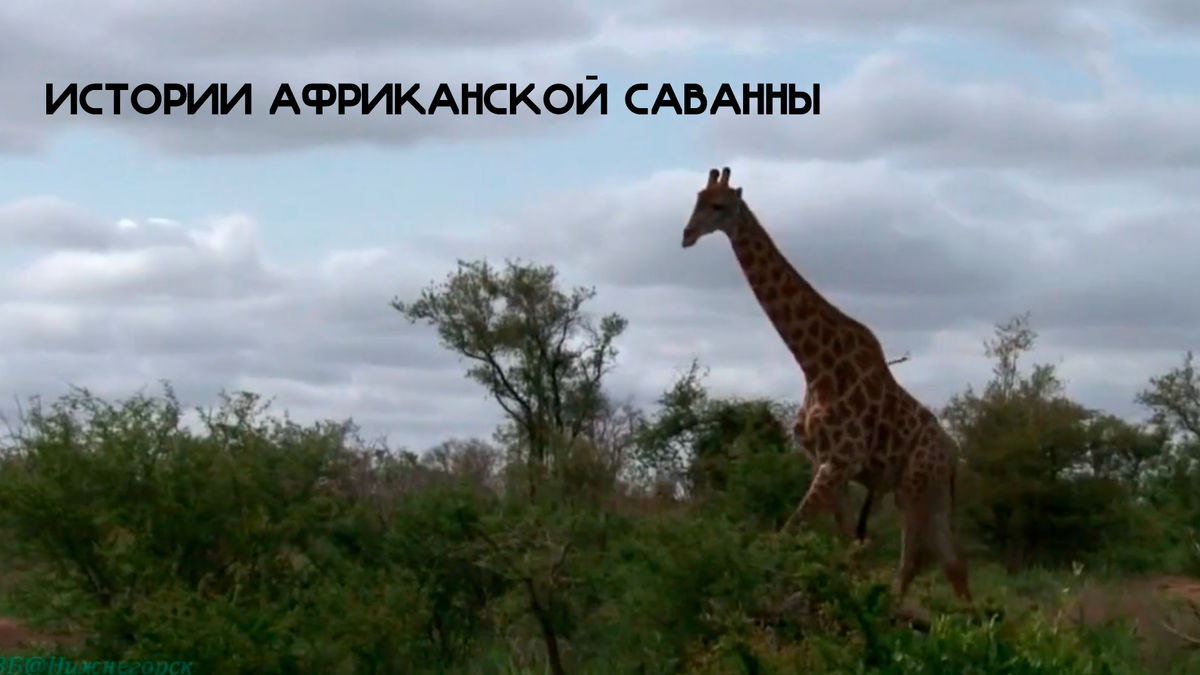 Удивительные животные саванны