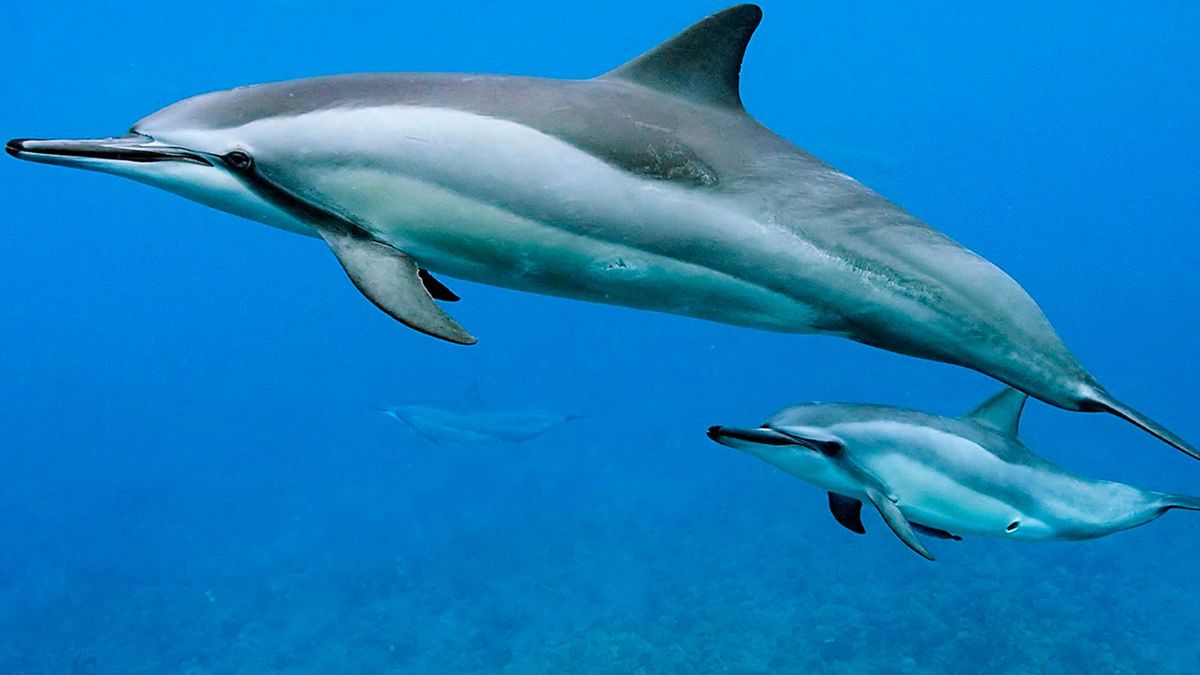 Длинноносые дельфины