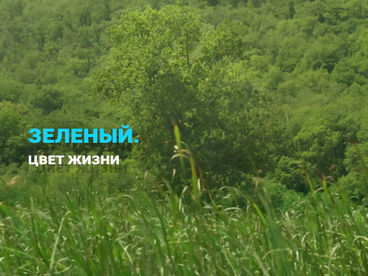 Зелёный. Цвет жизни Зелёный. Цвет жизни