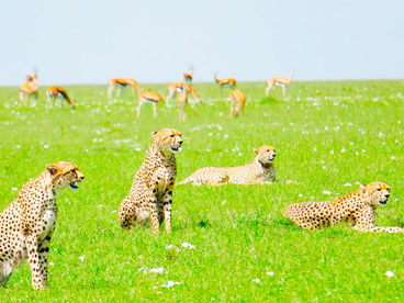 Звериный инстинкт Звериный инстинкт