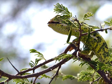 Лопастеносный хамелеон из Южной Африки Лопастеносный хамелеон из Южной Африки