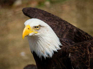 В шкуре хищника